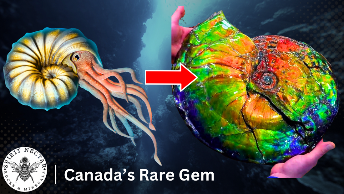 Ammolite Explained: What makes one of the rarest gems so special?