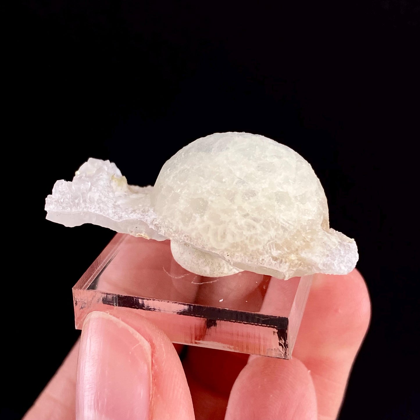 Botryoidal Fluorite on Quartz (India) | fried egg crystal, egg fluorite, fluorite crystal, mineral specimen, yellow fluorite