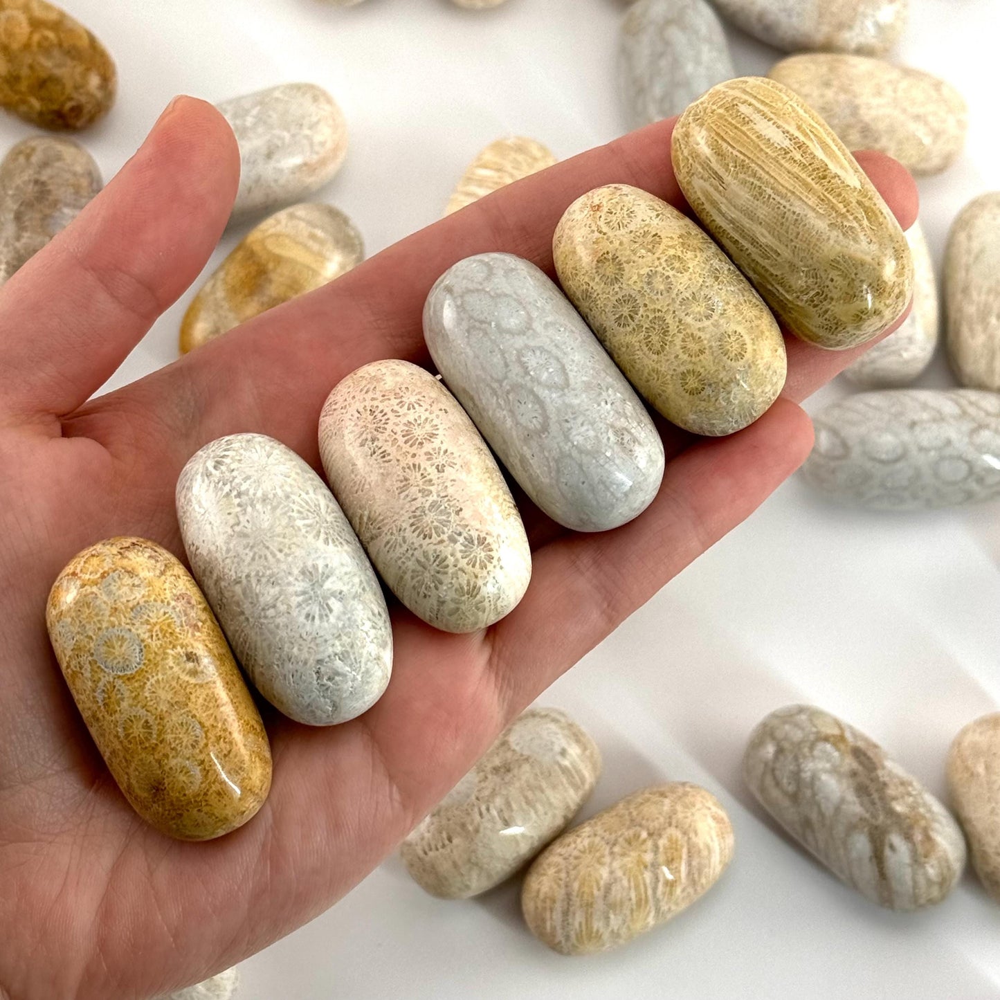 ONE Polished Coral Fossil, tumbled coral fossil, coral fossil tumble