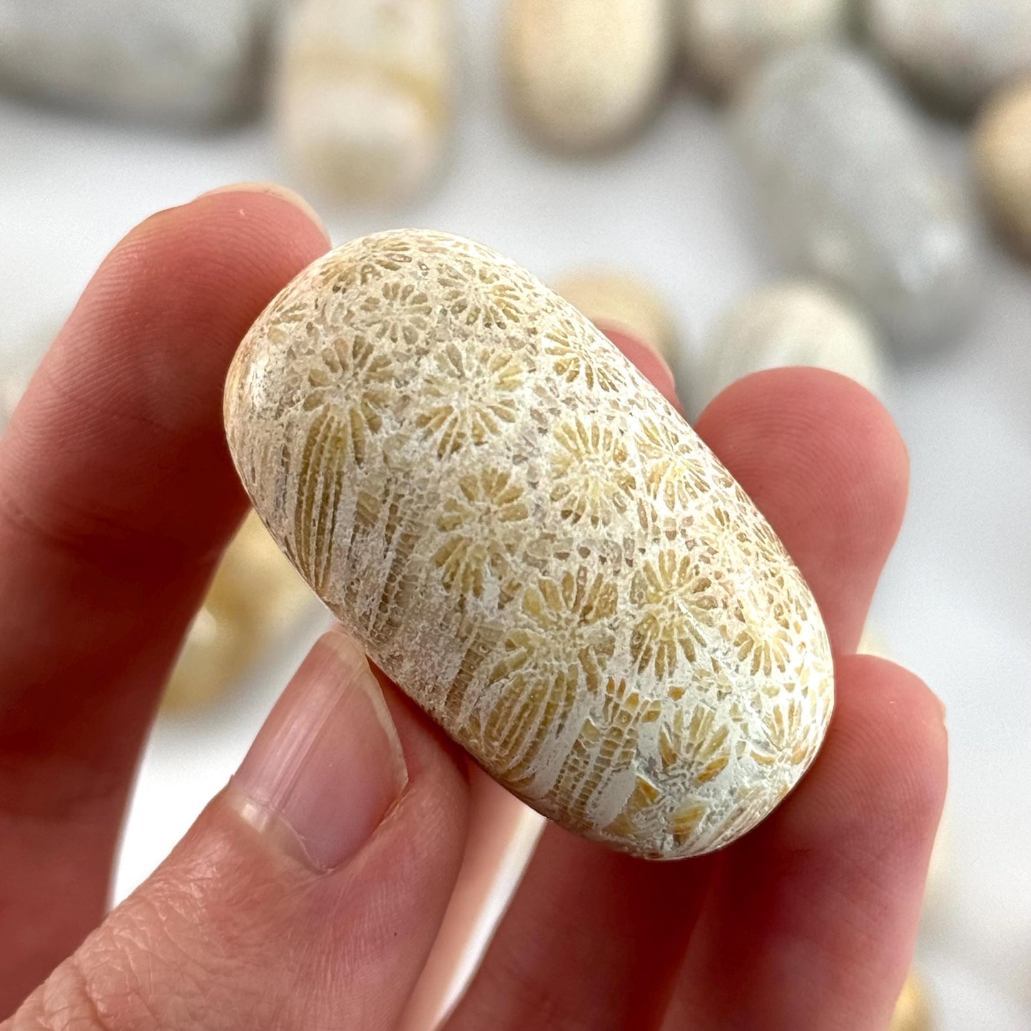 ONE Polished Coral Fossil, tumbled coral fossil, coral fossil tumble