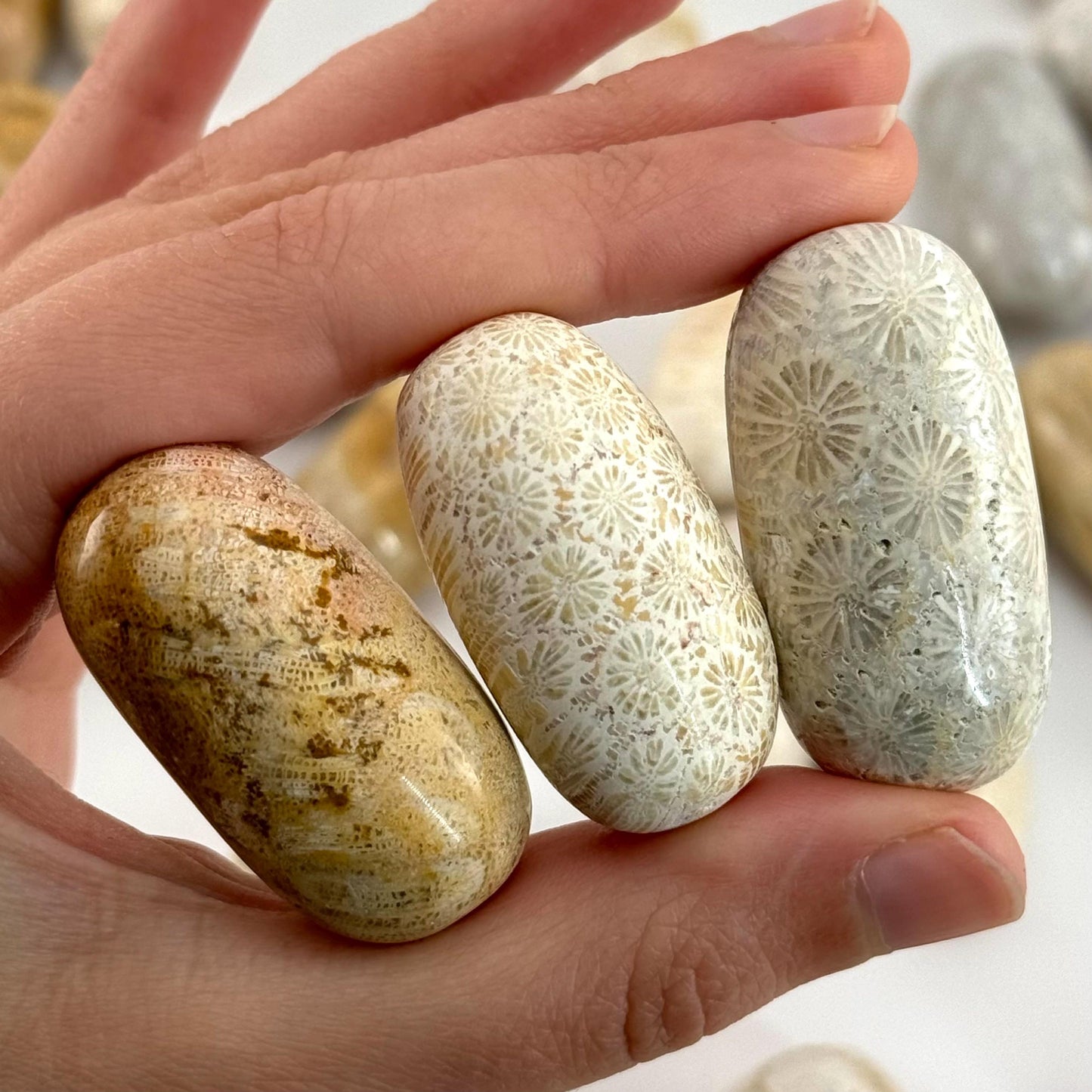 ONE Polished Coral Fossil, tumbled coral fossil, coral fossil tumble