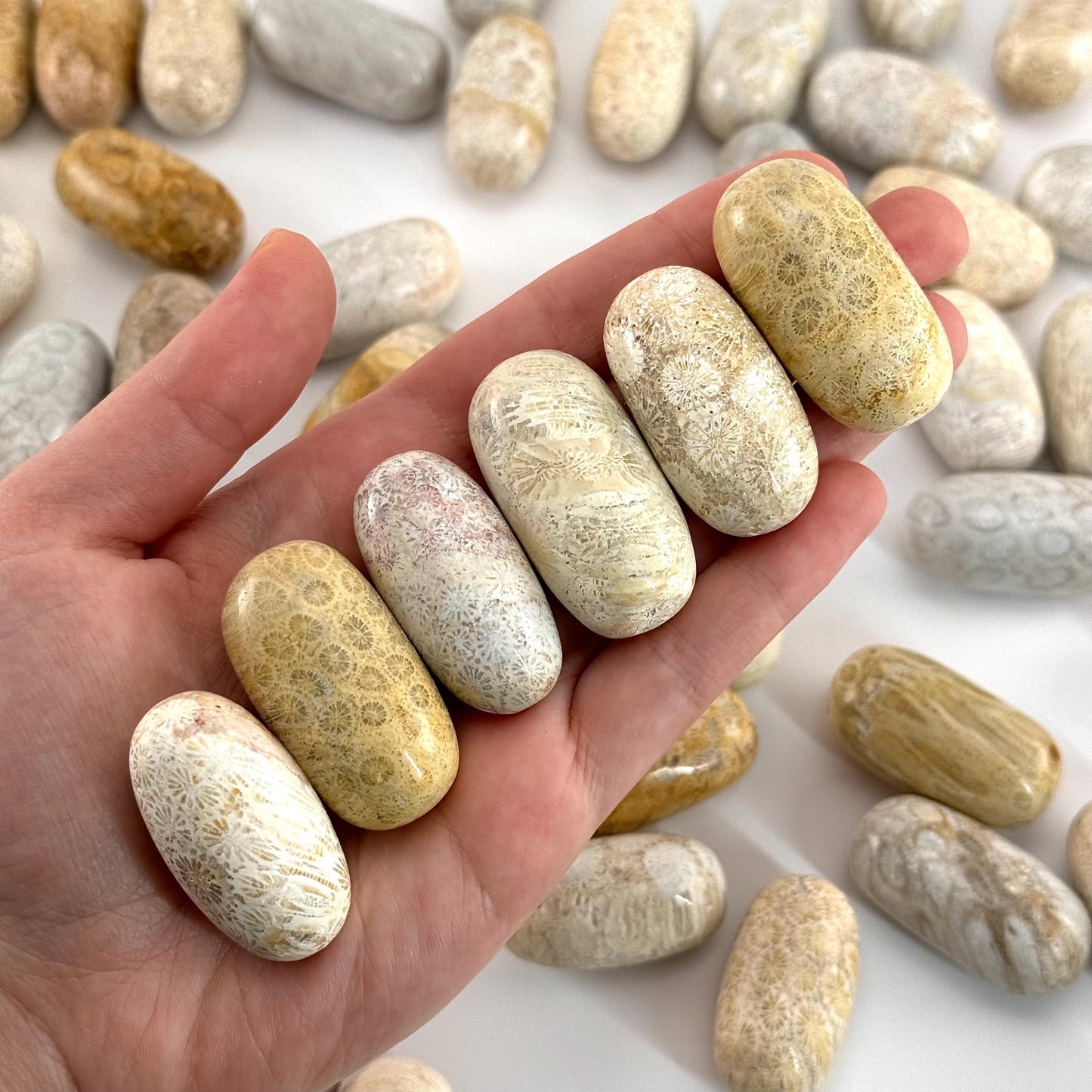 ONE Polished Coral Fossil, tumbled coral fossil, coral fossil tumble