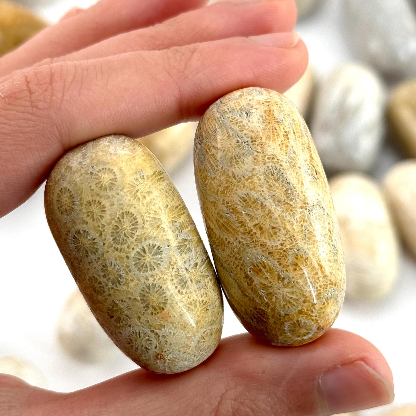 ONE Polished Coral Fossil, tumbled coral fossil, coral fossil tumble