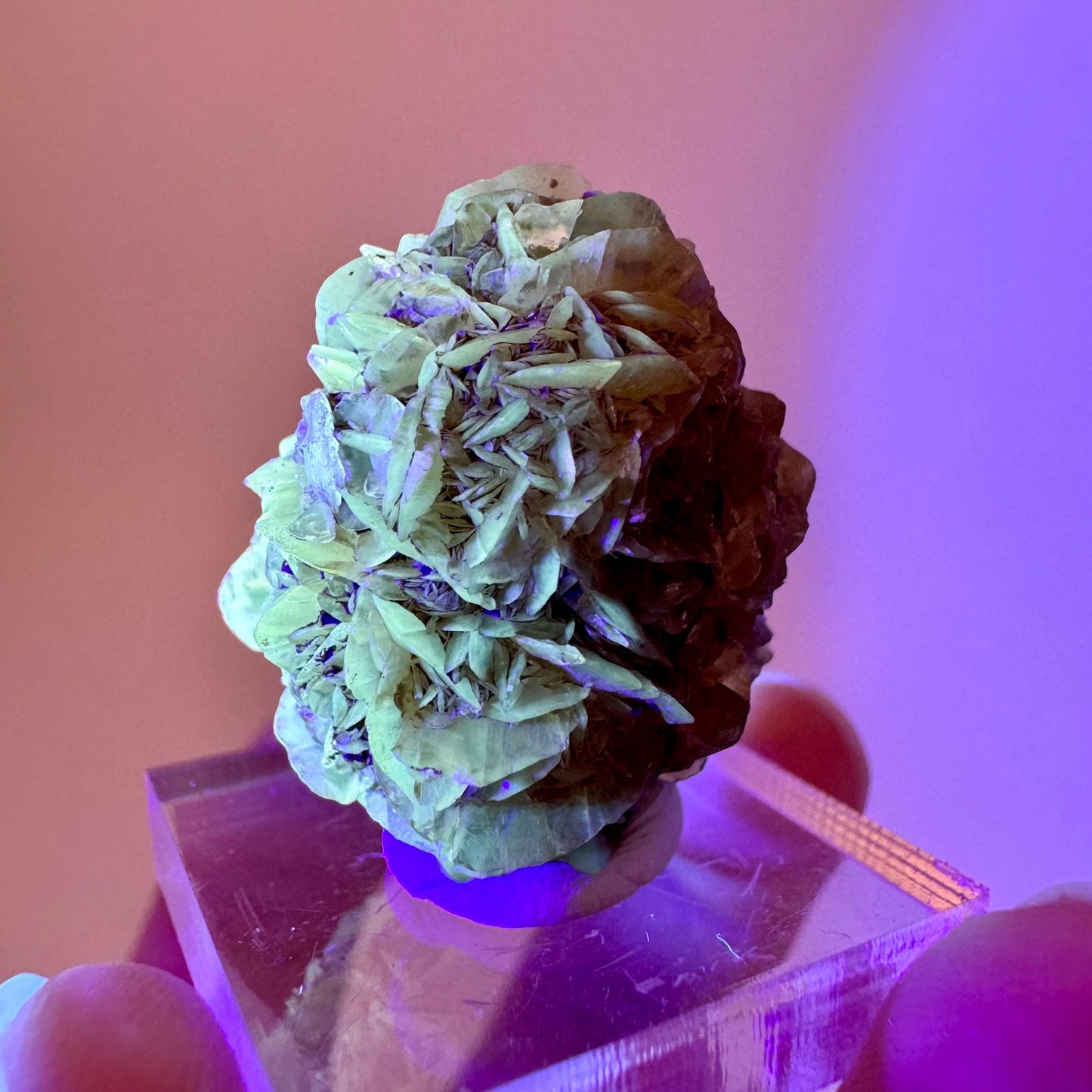 Fluorescent & Phosphorescent Golden Selenite (Canada) | selenite rosette, selenite crystal, UV reactive crystal, crystals