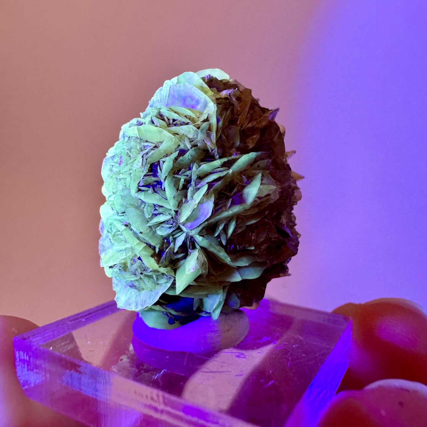 Fluorescent & Phosphorescent Golden Selenite (Canada) | selenite rosette, selenite crystal, UV reactive crystal, crystals