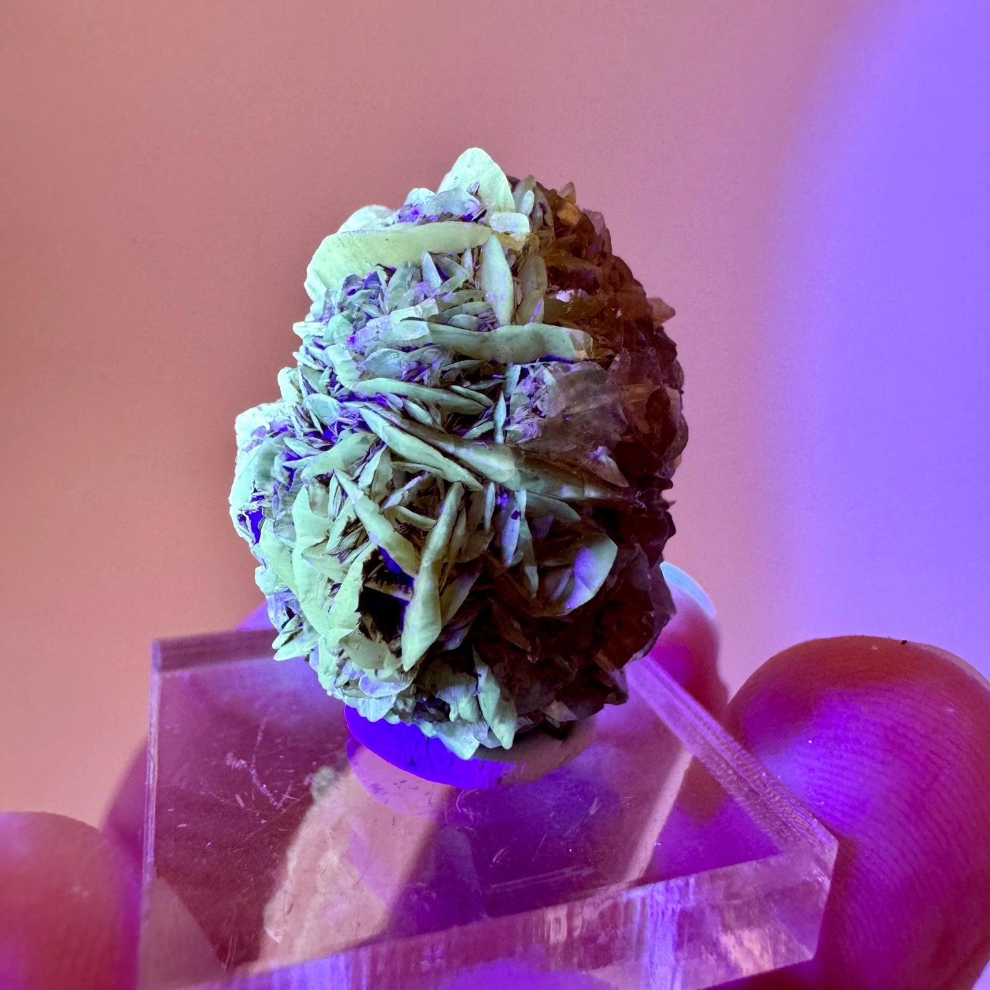 Fluorescent & Phosphorescent Golden Selenite (Canada) | selenite rosette, selenite crystal, UV reactive crystal, crystals