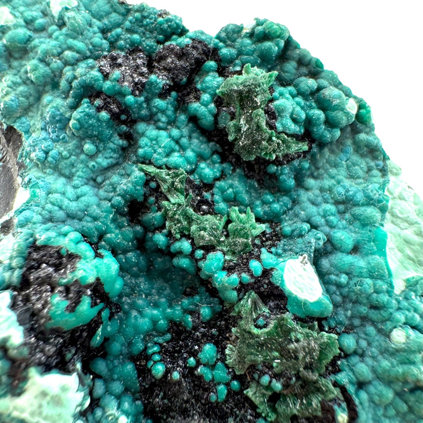 Chrysocolla / Gem Silica (DR Congo) | botryoidal chrysocolla crystal, mineral specimen