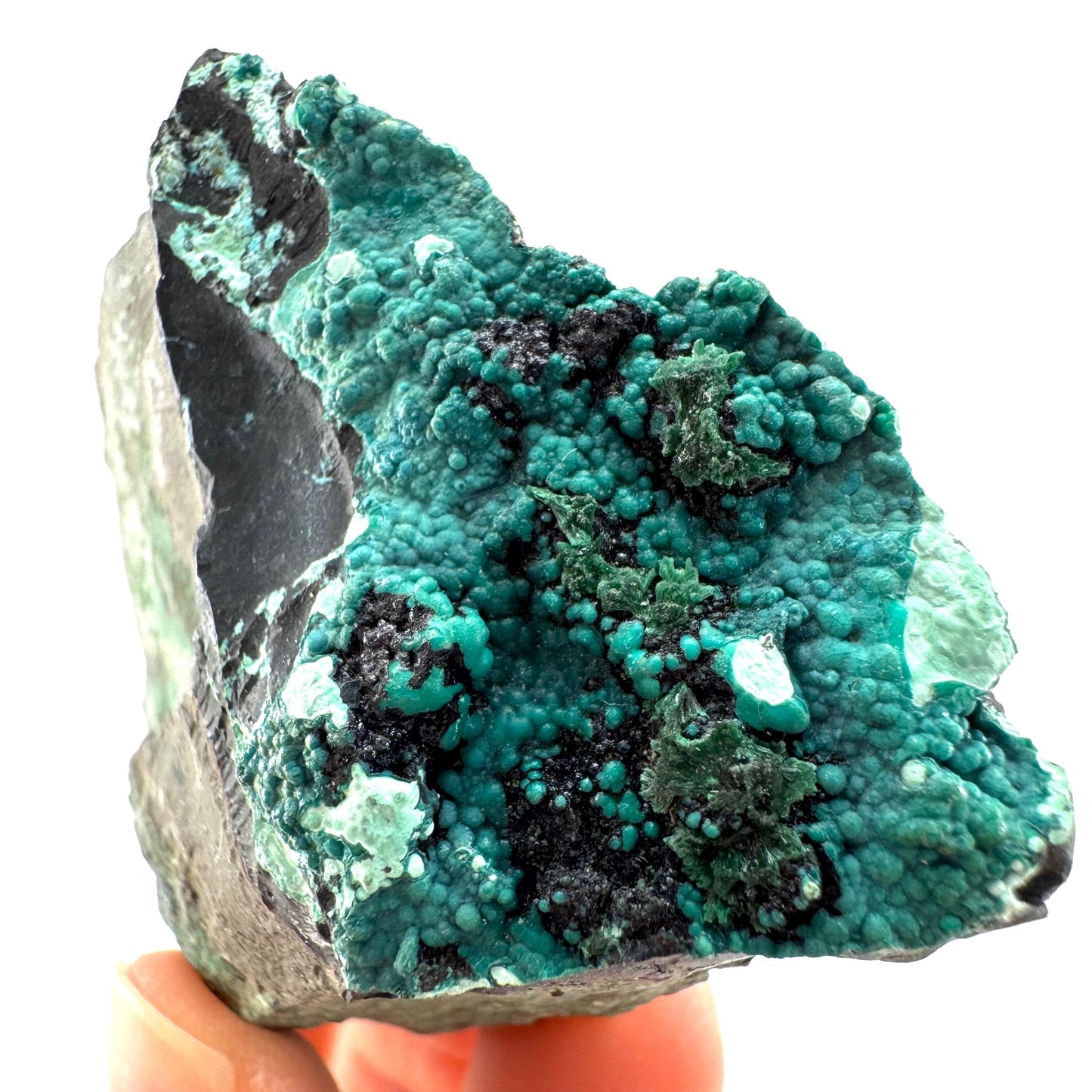 Chrysocolla / Gem Silica (DR Congo) | botryoidal chrysocolla crystal, mineral specimen