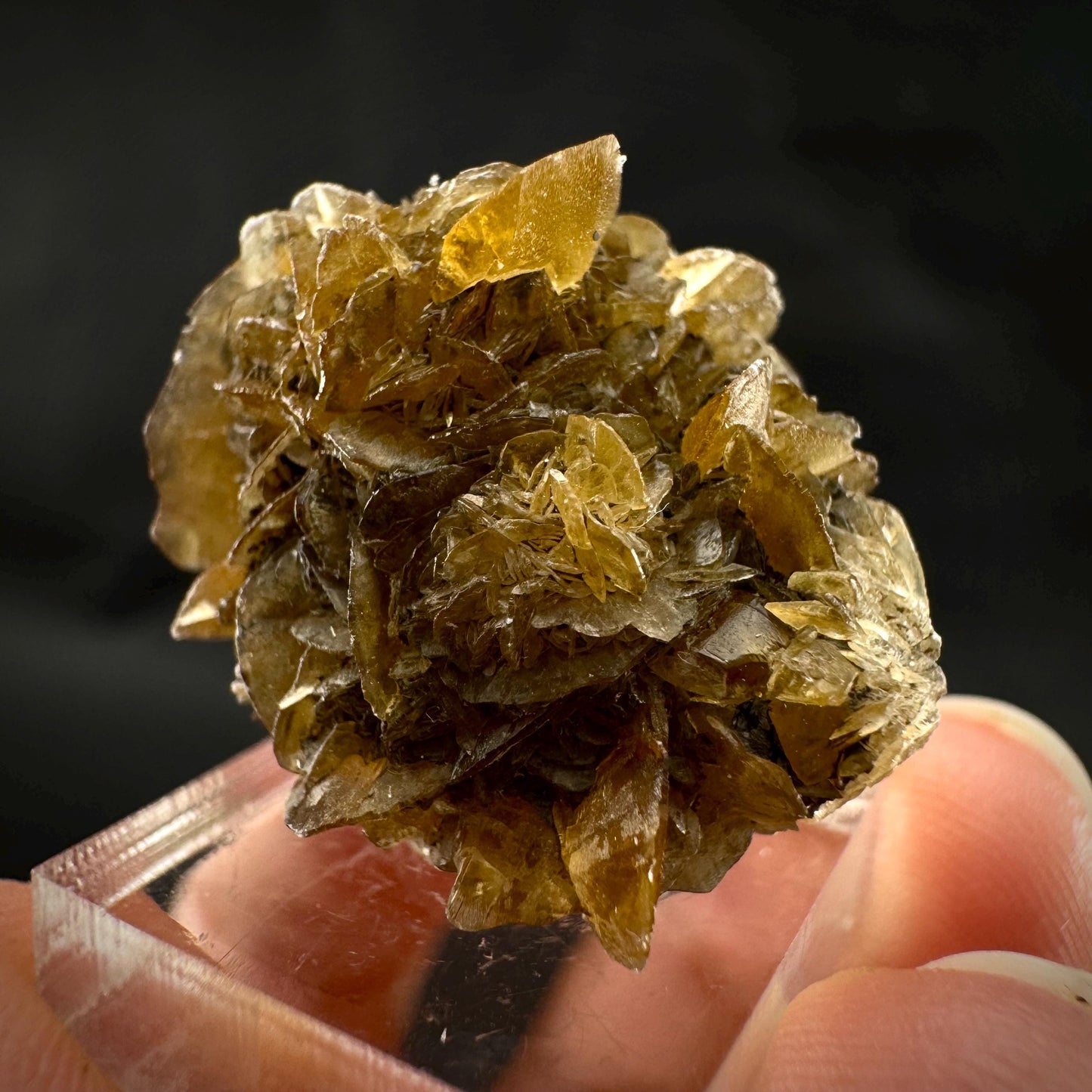 Golden Selenite Rosette | Fluorescent UV Reactive Gypsum Crystal