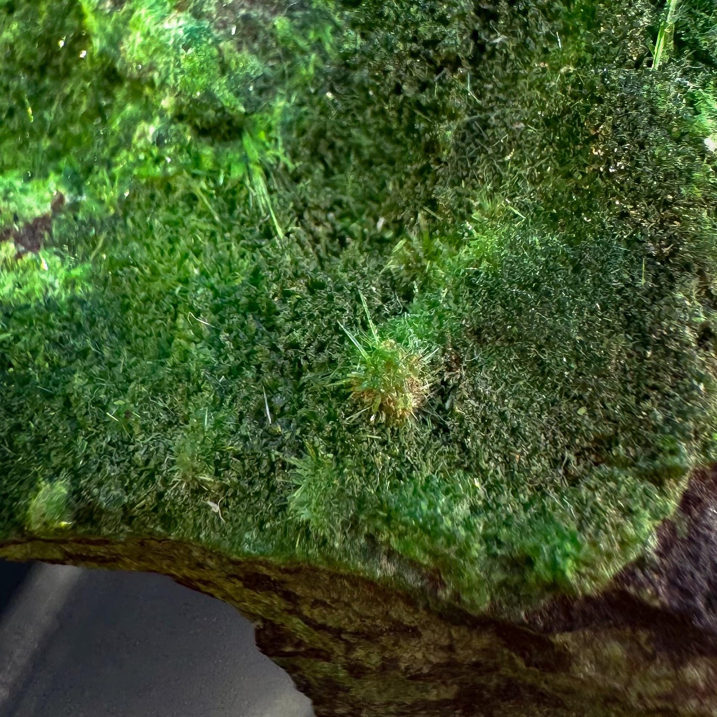 Cuprosklodowskite | rare mineral specimen from DR Congo