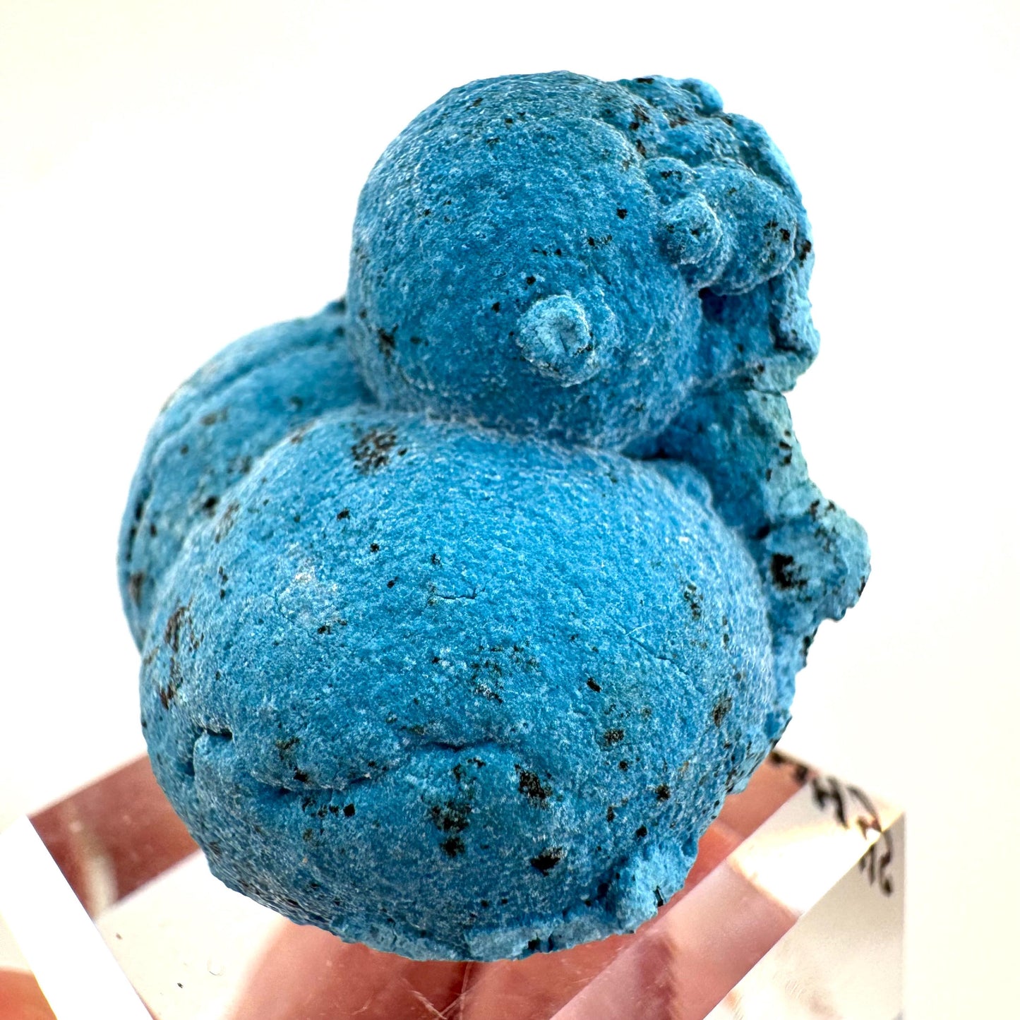 Shattuckite | Botryoidal Mineral Specimen from DR Congo