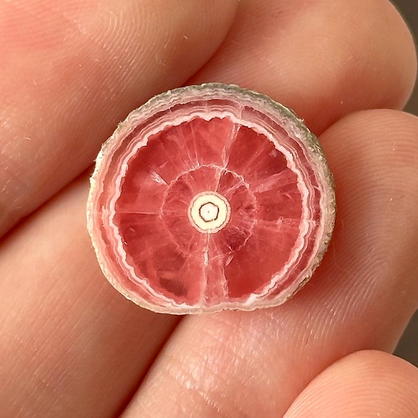 Rhodochrosite Slice | natural rhodochrosite crystal, rare mineral specimen from Argentina