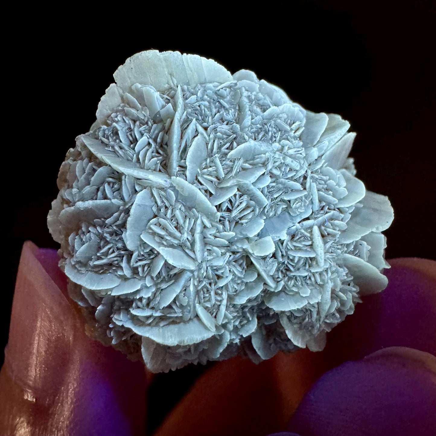 Golden Selenite Rosette | Fluorescent UV Reactive Gypsum Crystal