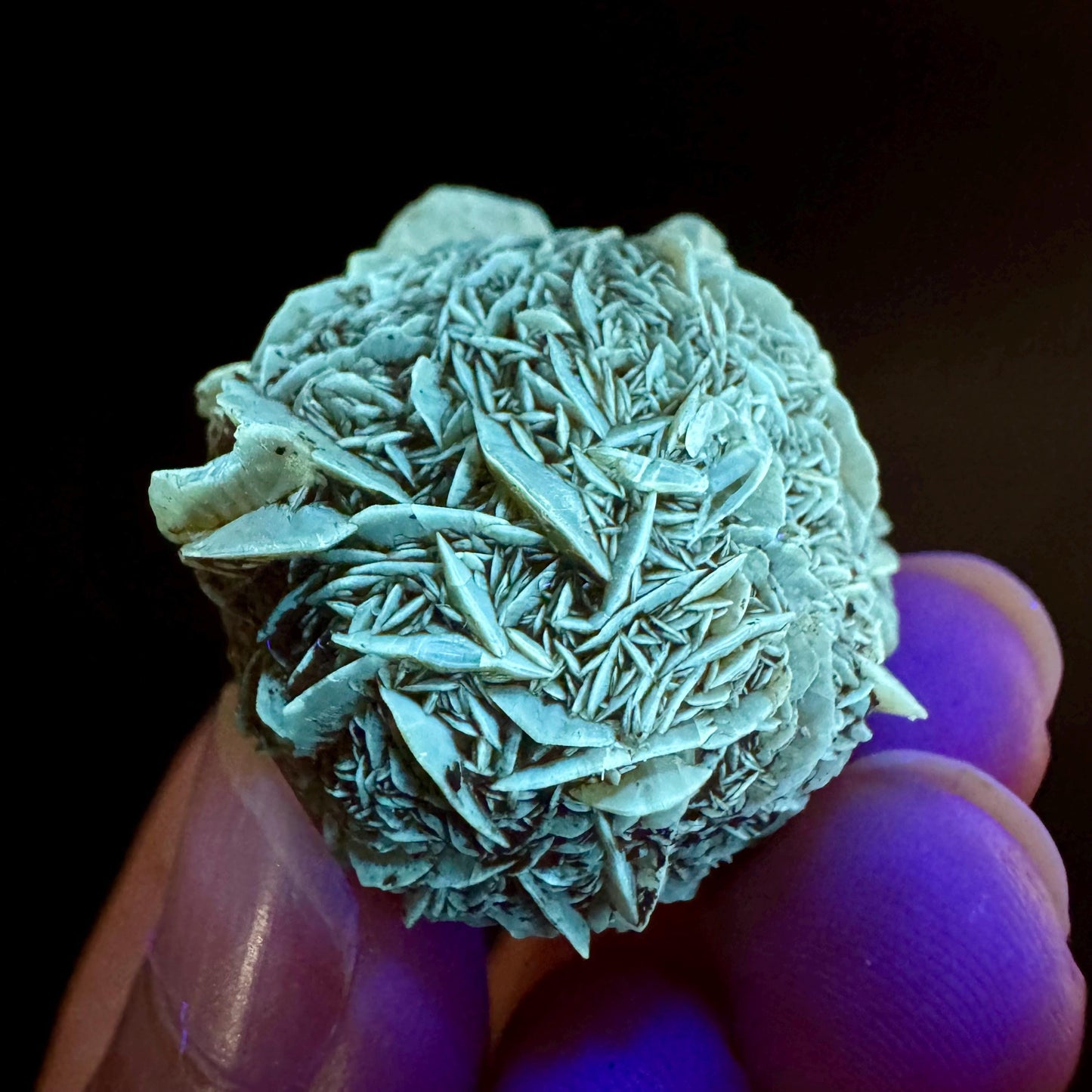 Golden Selenite Rosette | Fluorescent UV Reactive Gypsum Crystal