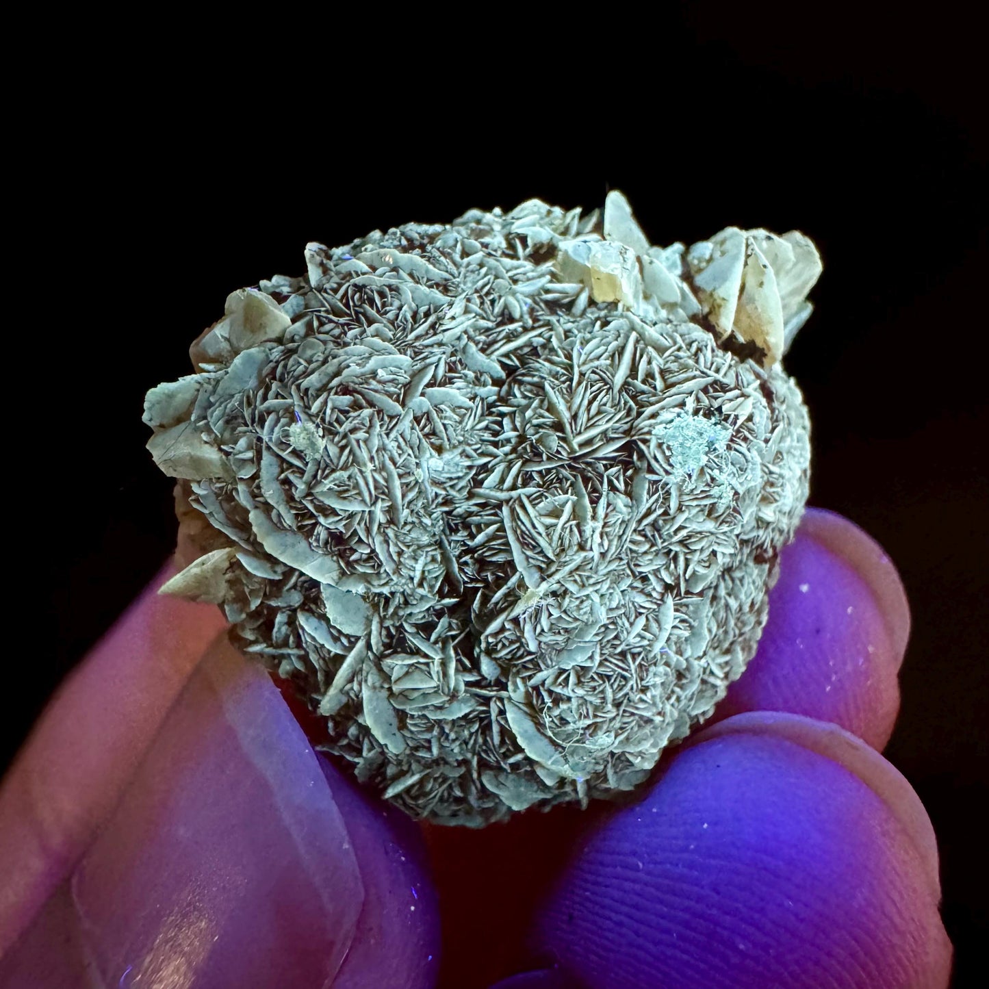 Golden Selenite Rosette | Fluorescent UV Reactive Gypsum Crystal
