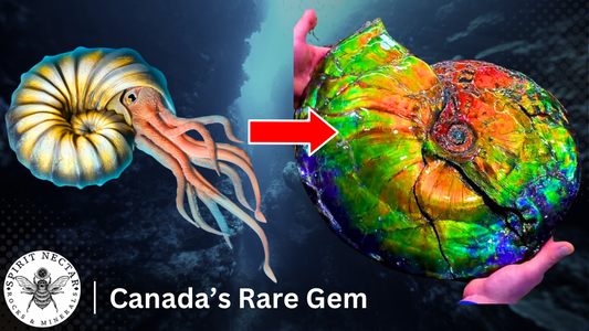 Ammolite Explained: What makes one of the rarest gems so special?