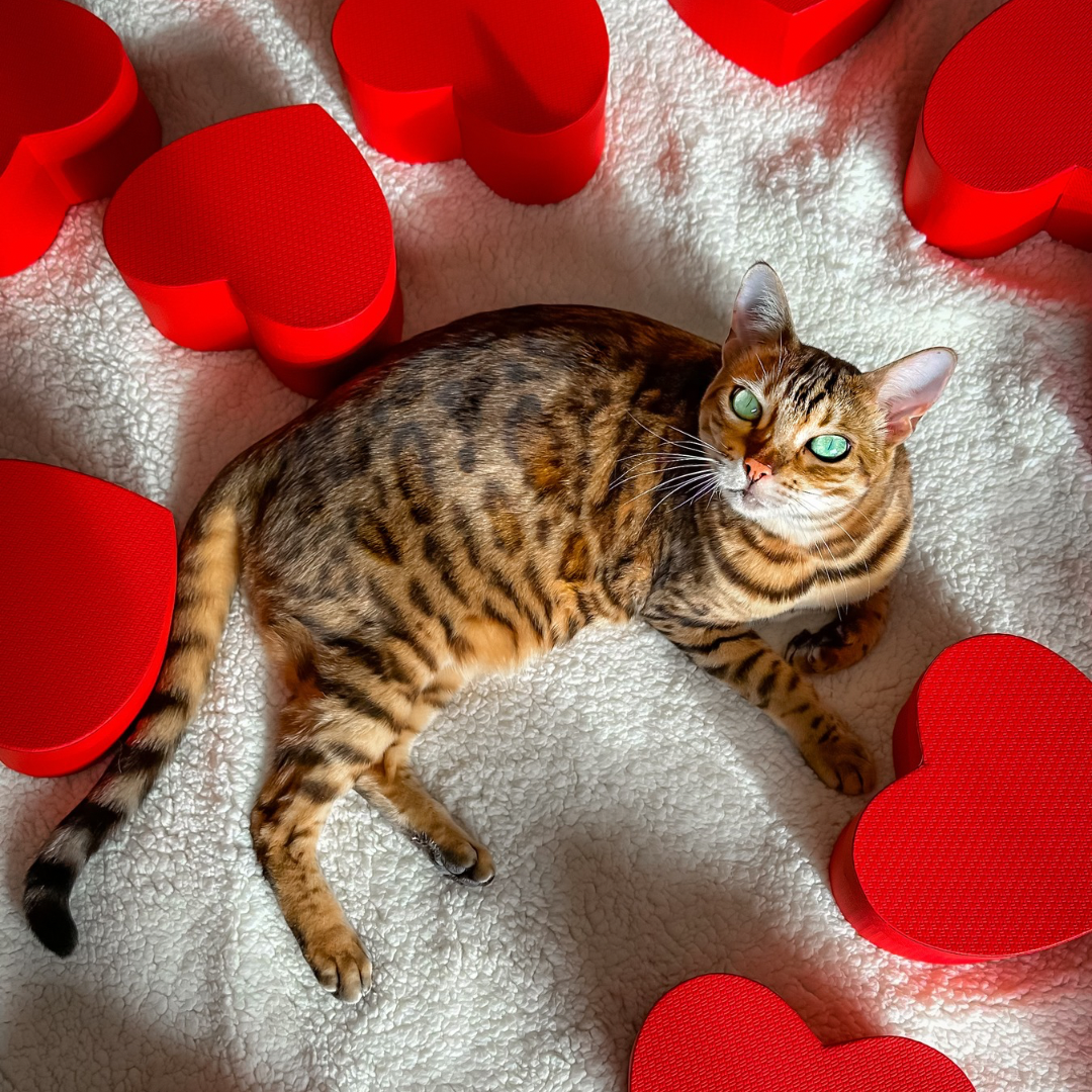 Heart Shaped Gift Box, red heart box, valentines box