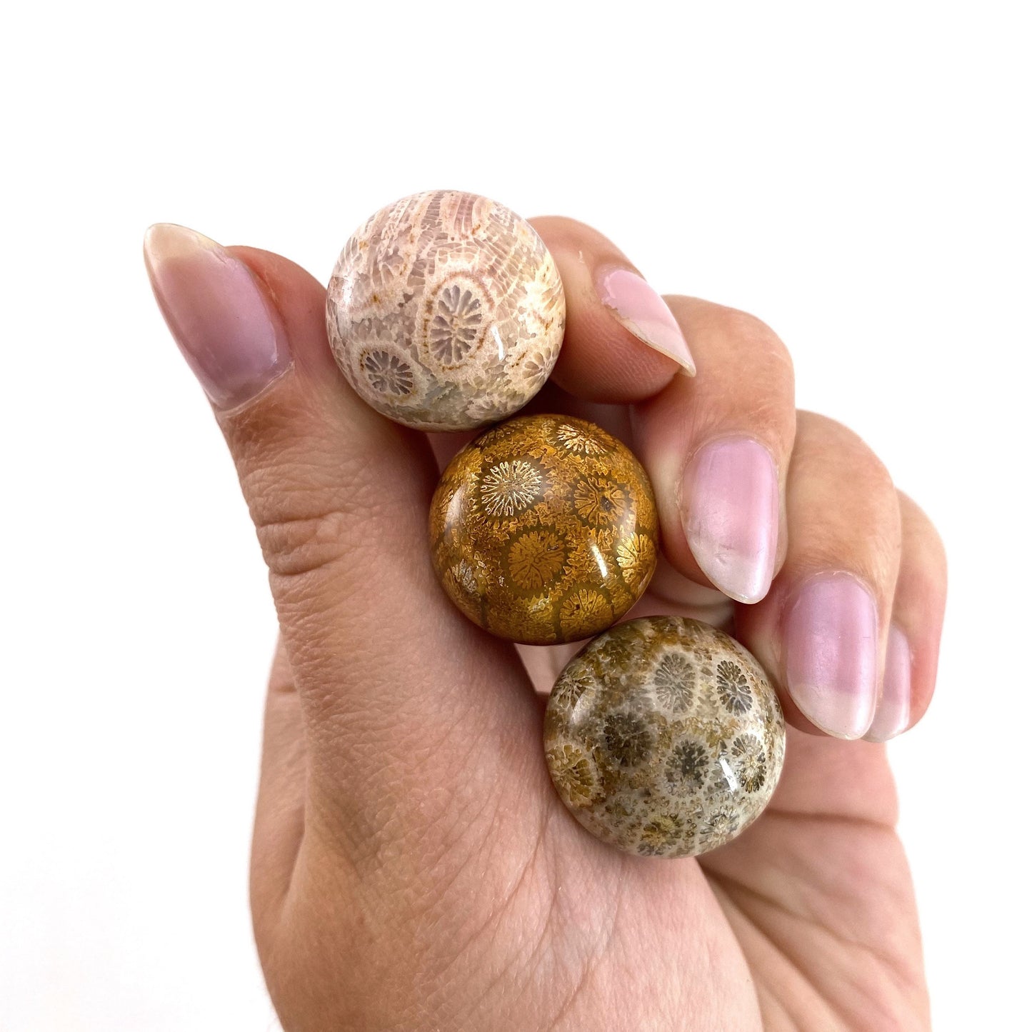 Coral Fossil Sphere | polished fossilized coral crystal ball