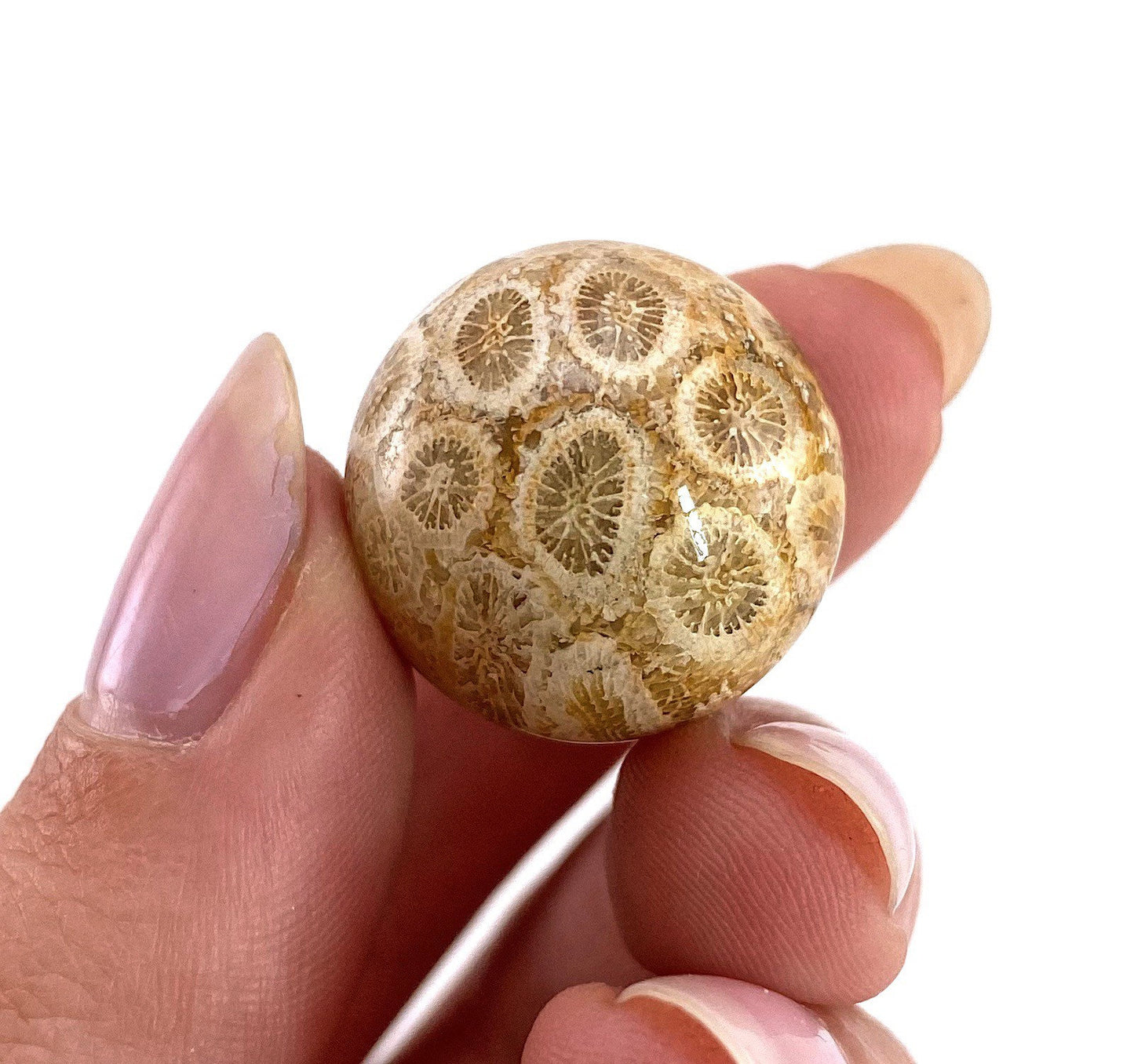 Coral Fossil Sphere | polished fossilized coral crystal ball