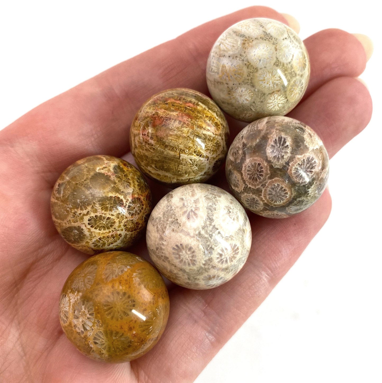 Coral Fossil Sphere | polished fossilized coral crystal ball