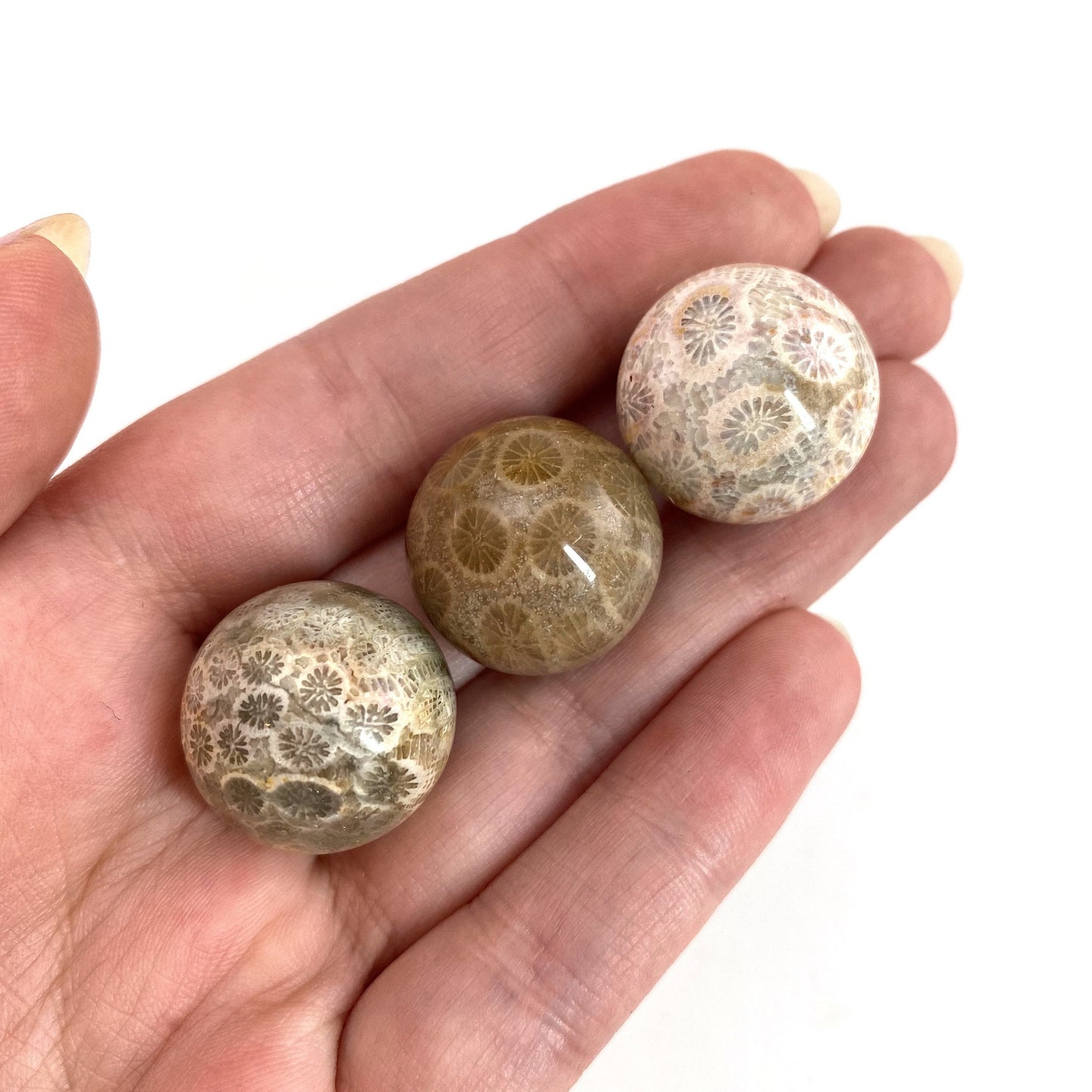 Coral Fossil Sphere | polished fossilized coral crystal ball