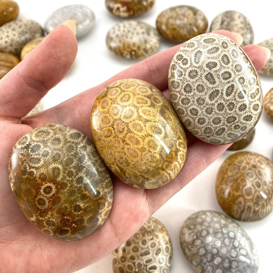 Coral Fossil Palm Stone | polished fossilized coral worry stone