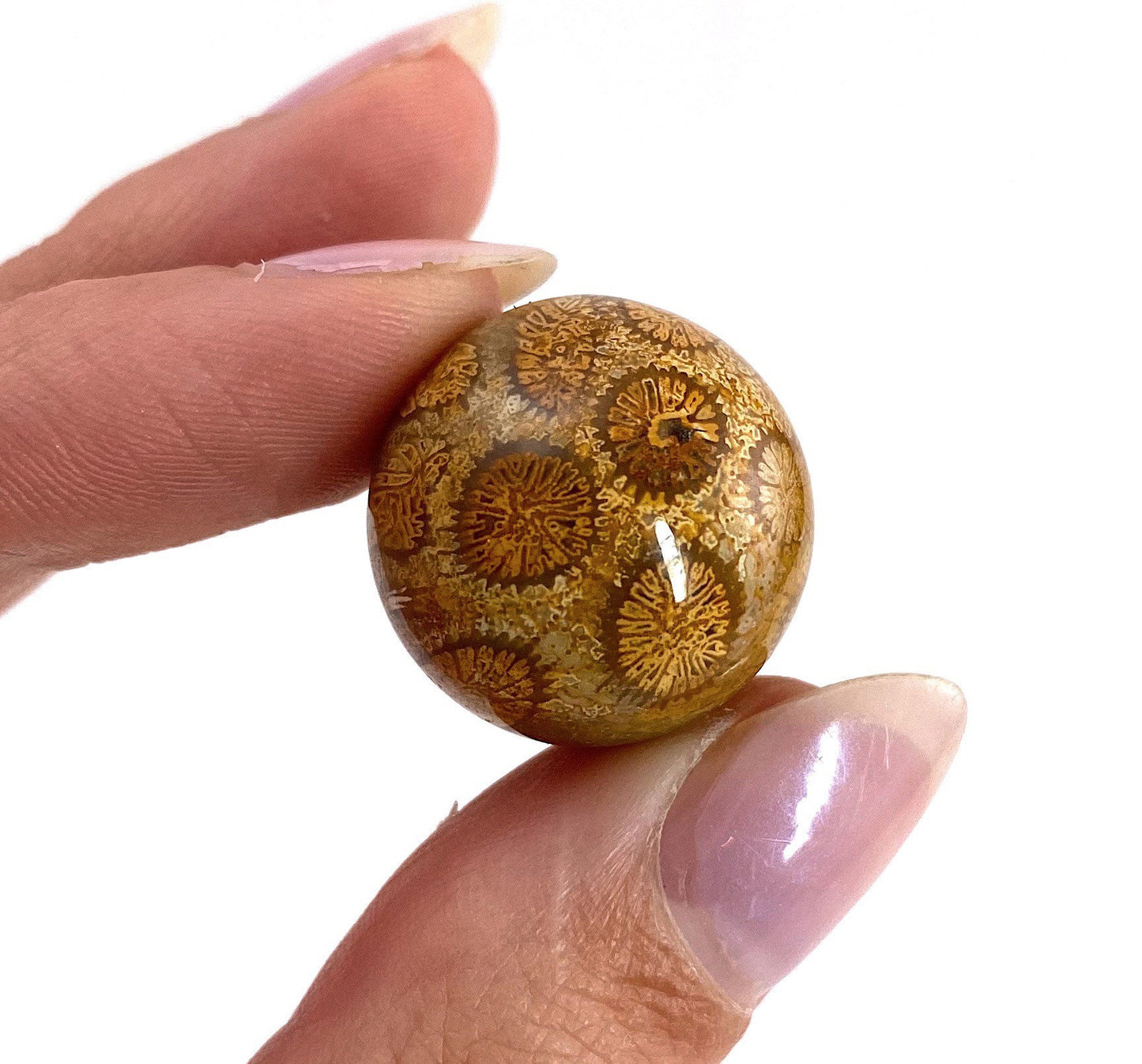 Coral Fossil Sphere | polished fossilized coral crystal ball