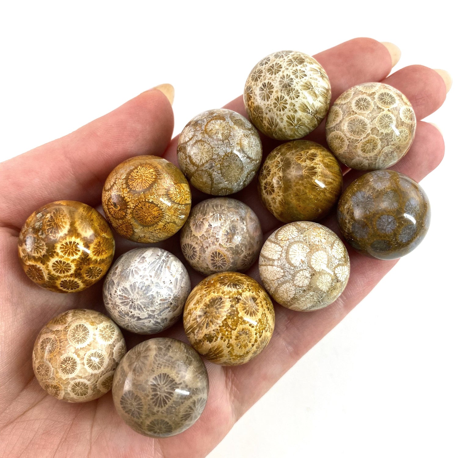 Coral Fossil Sphere | polished fossilized coral crystal ball