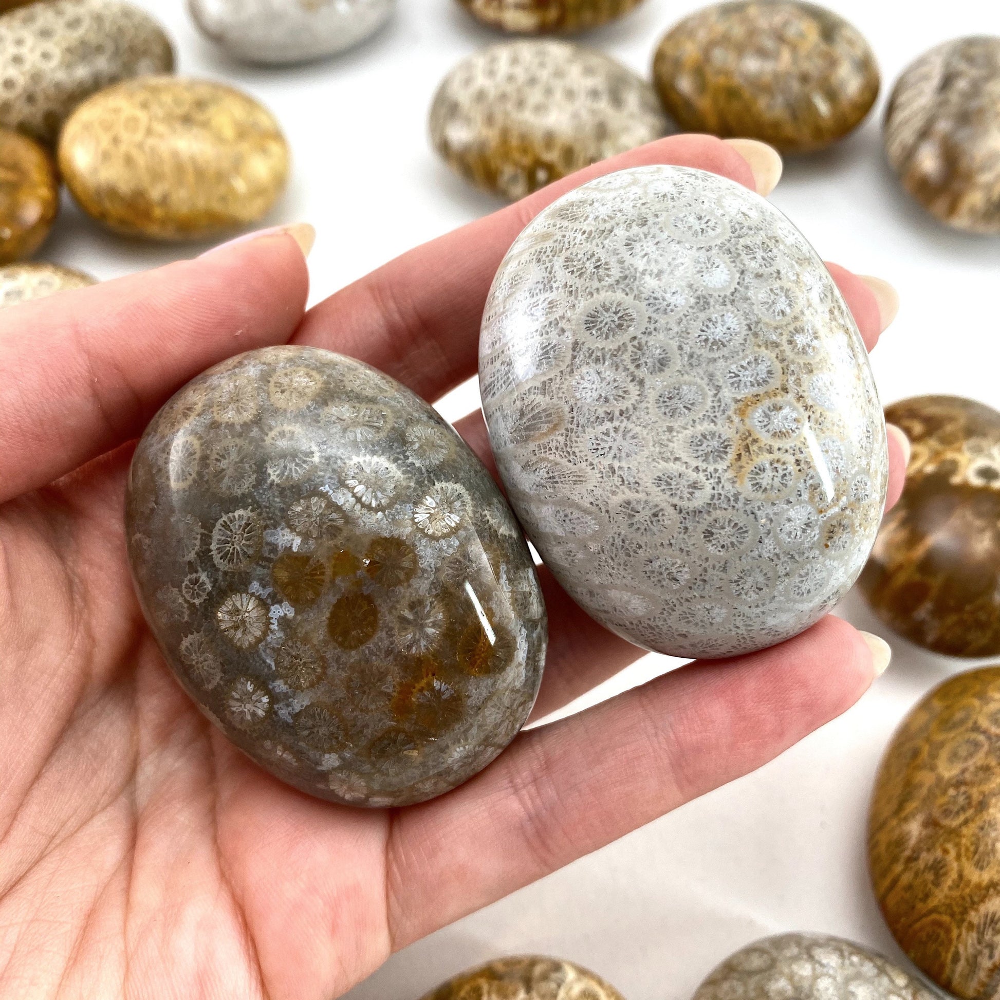 Coral Fossil Palm Stone | polished fossilized coral worry stone