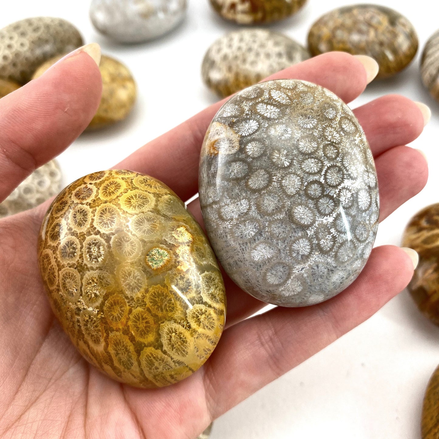Coral Fossil Palm Stone | polished fossilized coral worry stone