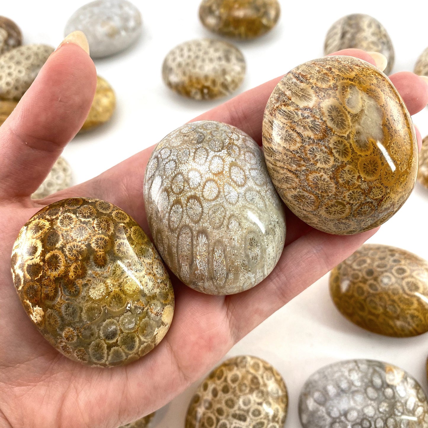 Coral Fossil Palm Stone | polished fossilized coral worry stone