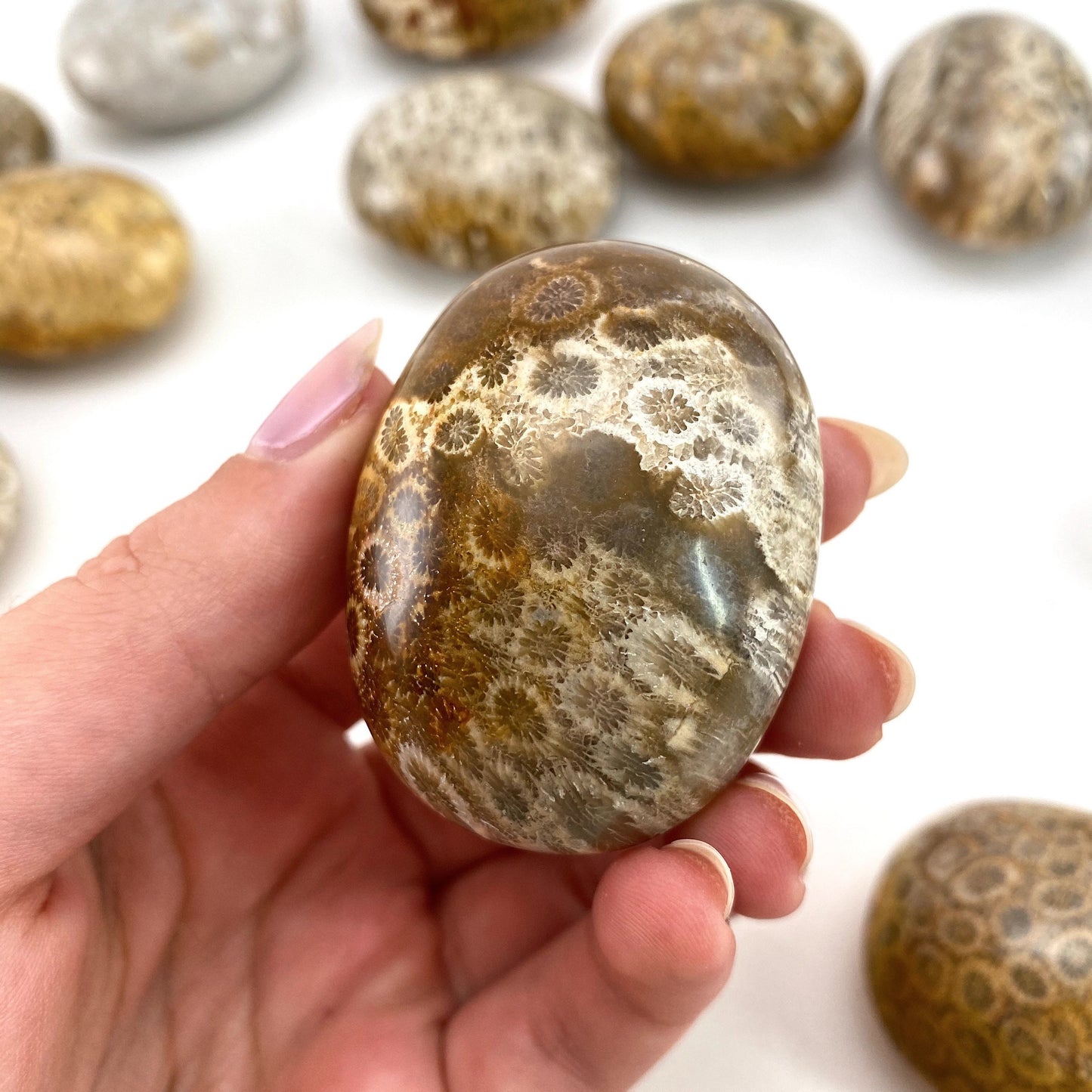 Coral Fossil Palm Stone | polished fossilized coral worry stone