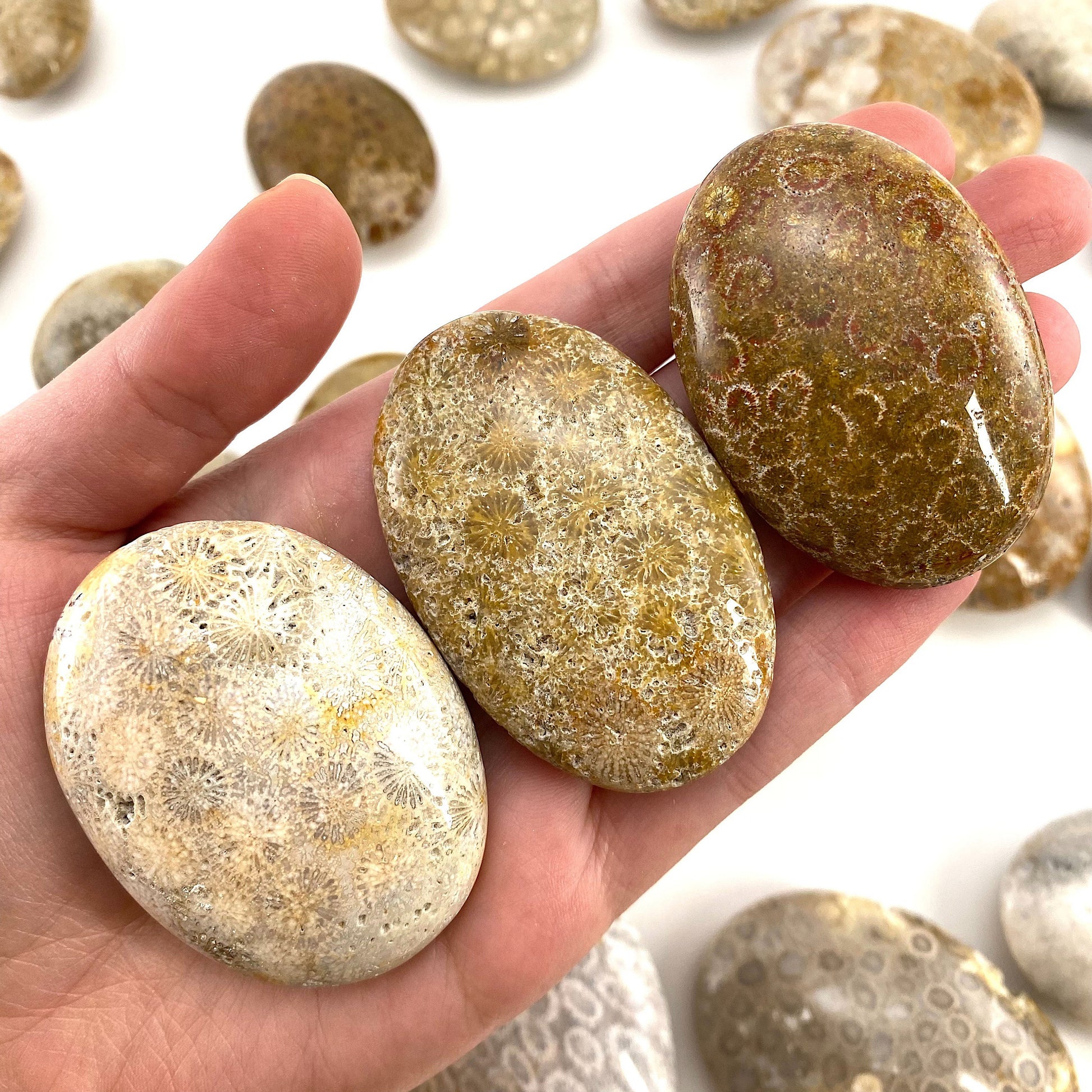 Coral Fossil Palm Stone | polished fossilized coral worry stone