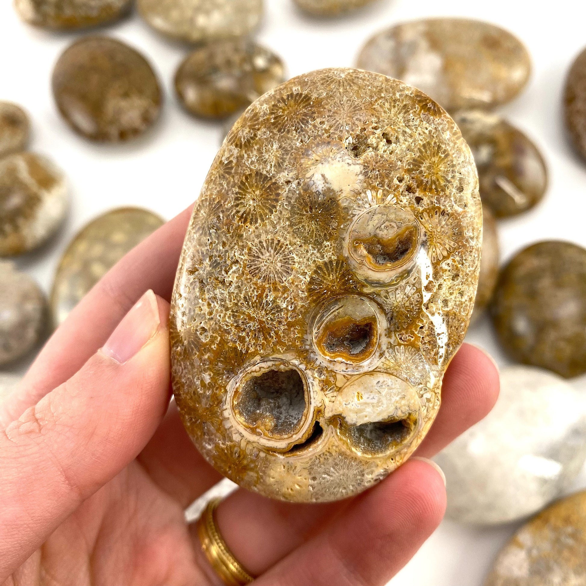 Coral Fossil Palm Stone | polished fossilized coral worry stone