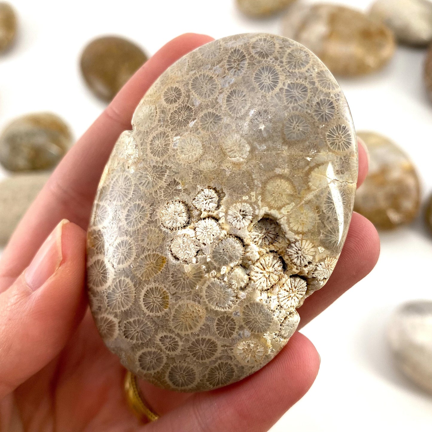 Coral Fossil Palm Stone | polished fossilized coral worry stone