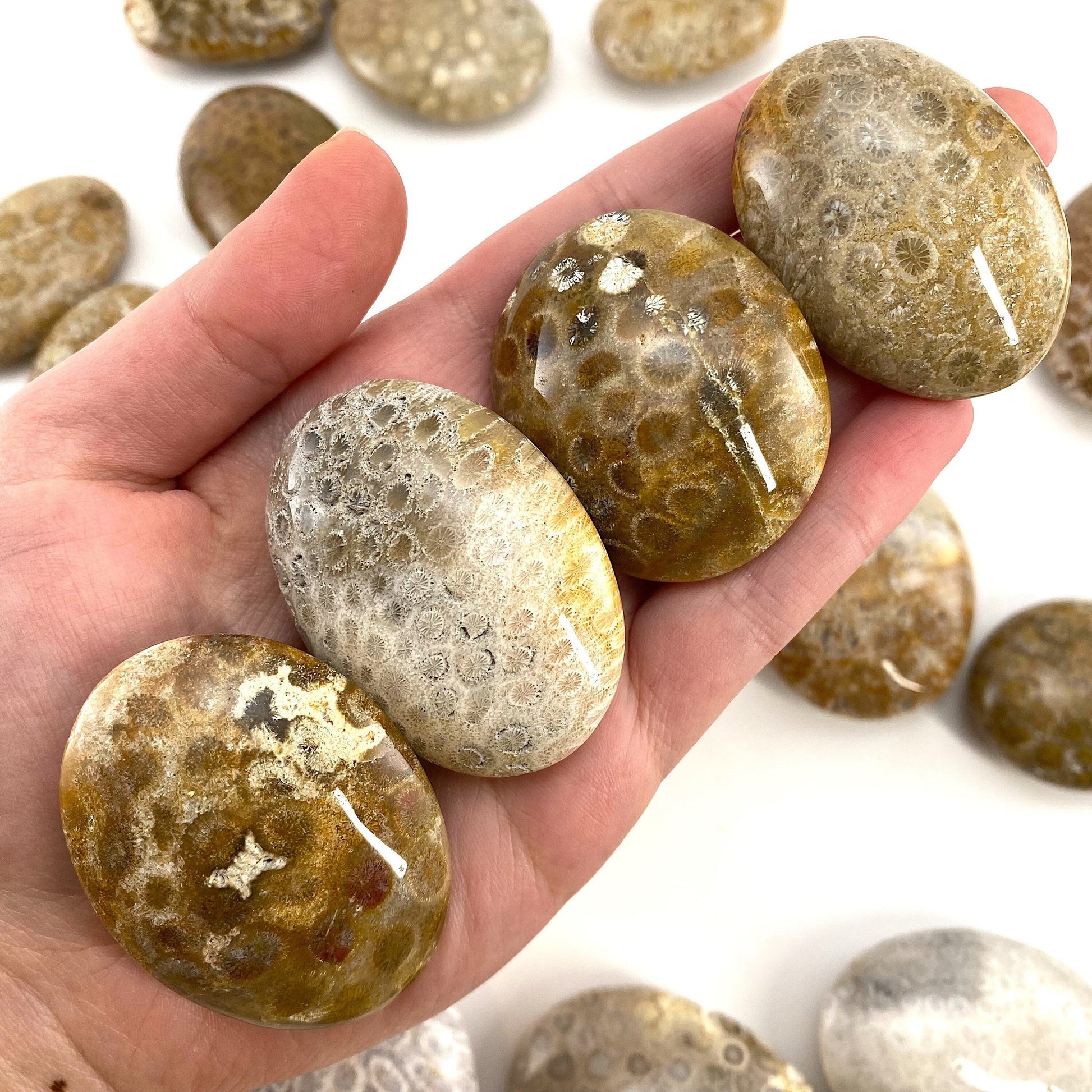 Coral Fossil Palm Stone | polished fossilized coral worry stone