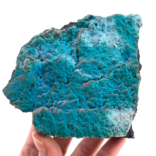 Botryoidal Chrysocolla on Malachite Specimen (Congo), raw chrysocolla, raw malachite, mineral specimen