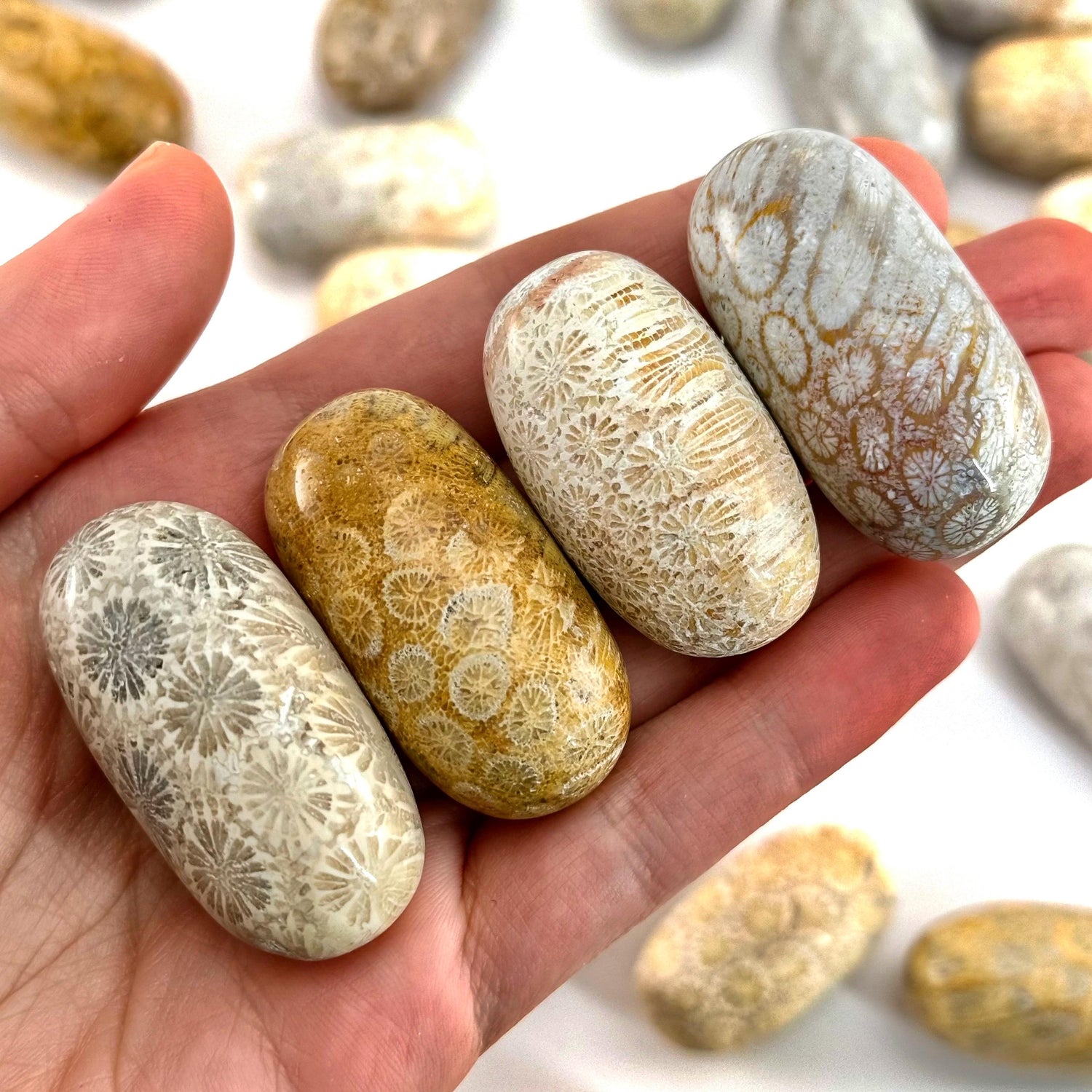 ONE Polished Coral Fossil, tumbled coral fossil, coral fossil tumble