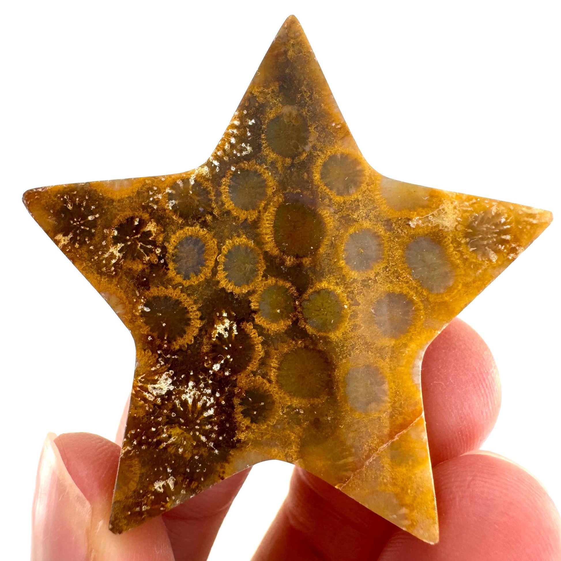 Coral Fossil Star, crystals, fossilized coral, gemstone cabochon, crystal star