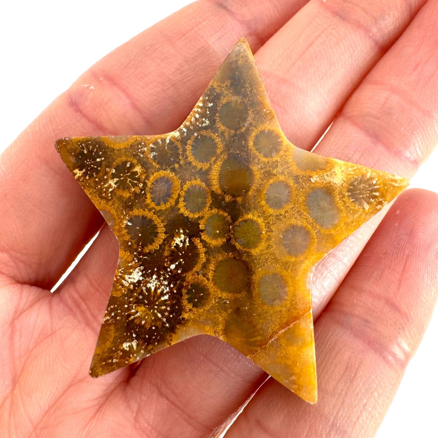 Coral Fossil Star, crystals, fossilized coral, gemstone cabochon, crystal star
