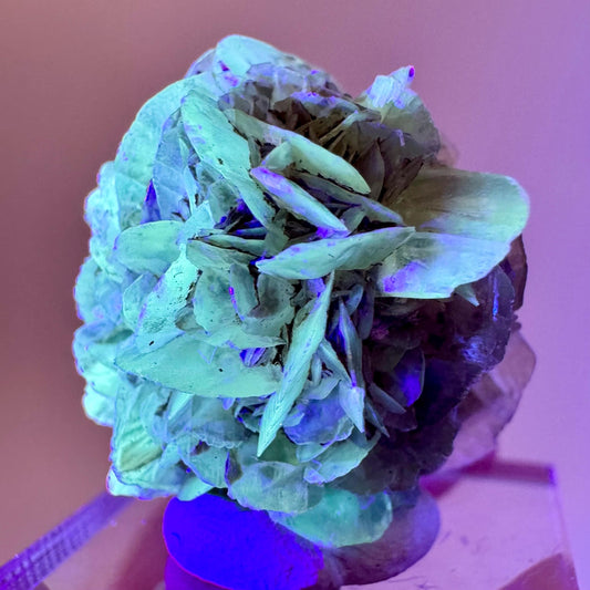 Fluorescent & Phosphorescent Golden Selenite (Canada) | selenite rosette, selenite crystal, UV reactive crystal, crystals