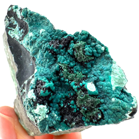 Chrysocolla / Gem Silica (DR Congo) | botryoidal chrysocolla crystal, mineral specimen