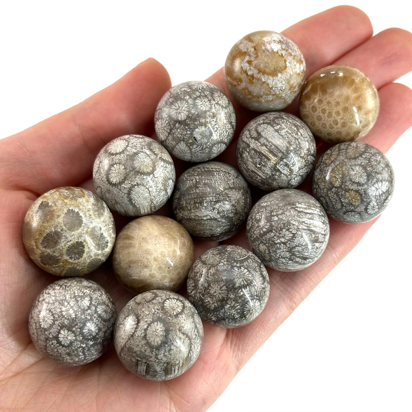 Coral Fossil Sphere | polished fossilized coral crystal ball