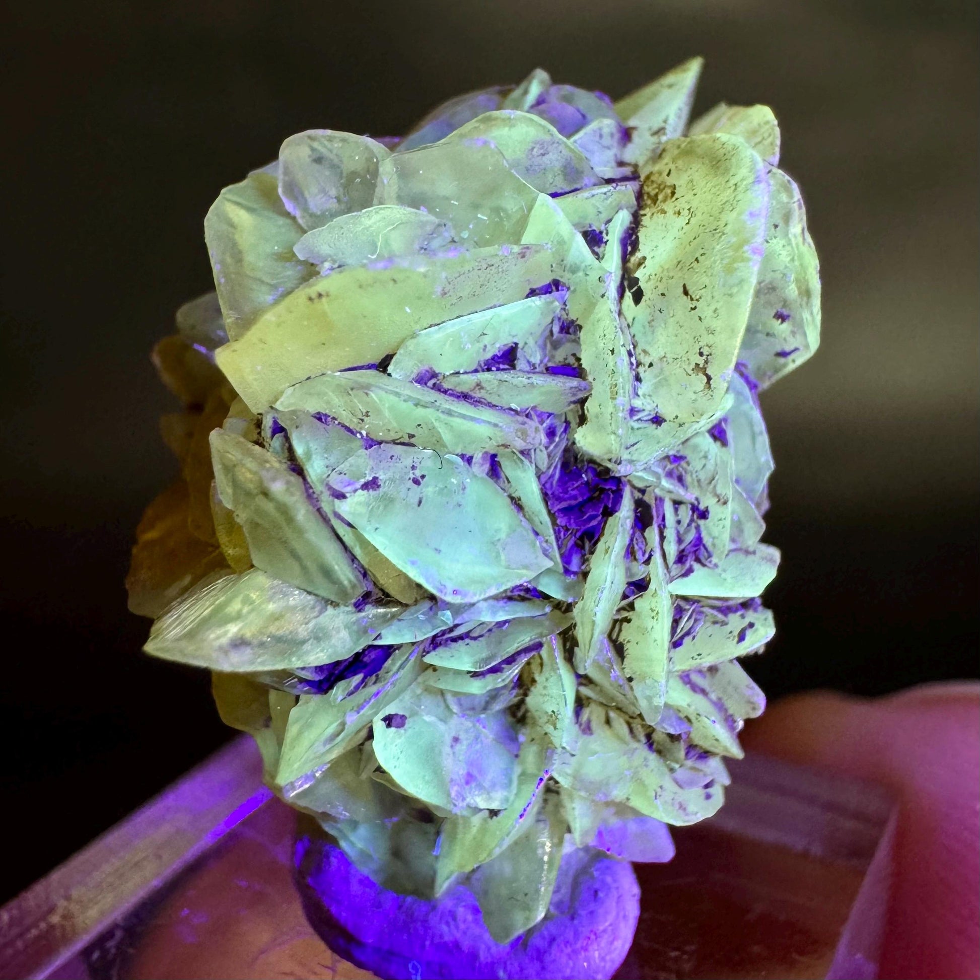 Golden Selenite Rosette | Fluorescent UV Reactive Gypsum Crystal
