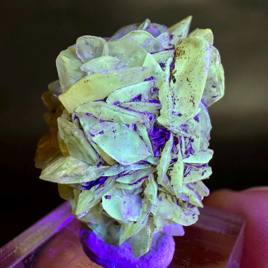 Golden Selenite Rosette | Fluorescent UV Reactive Gypsum Crystal
