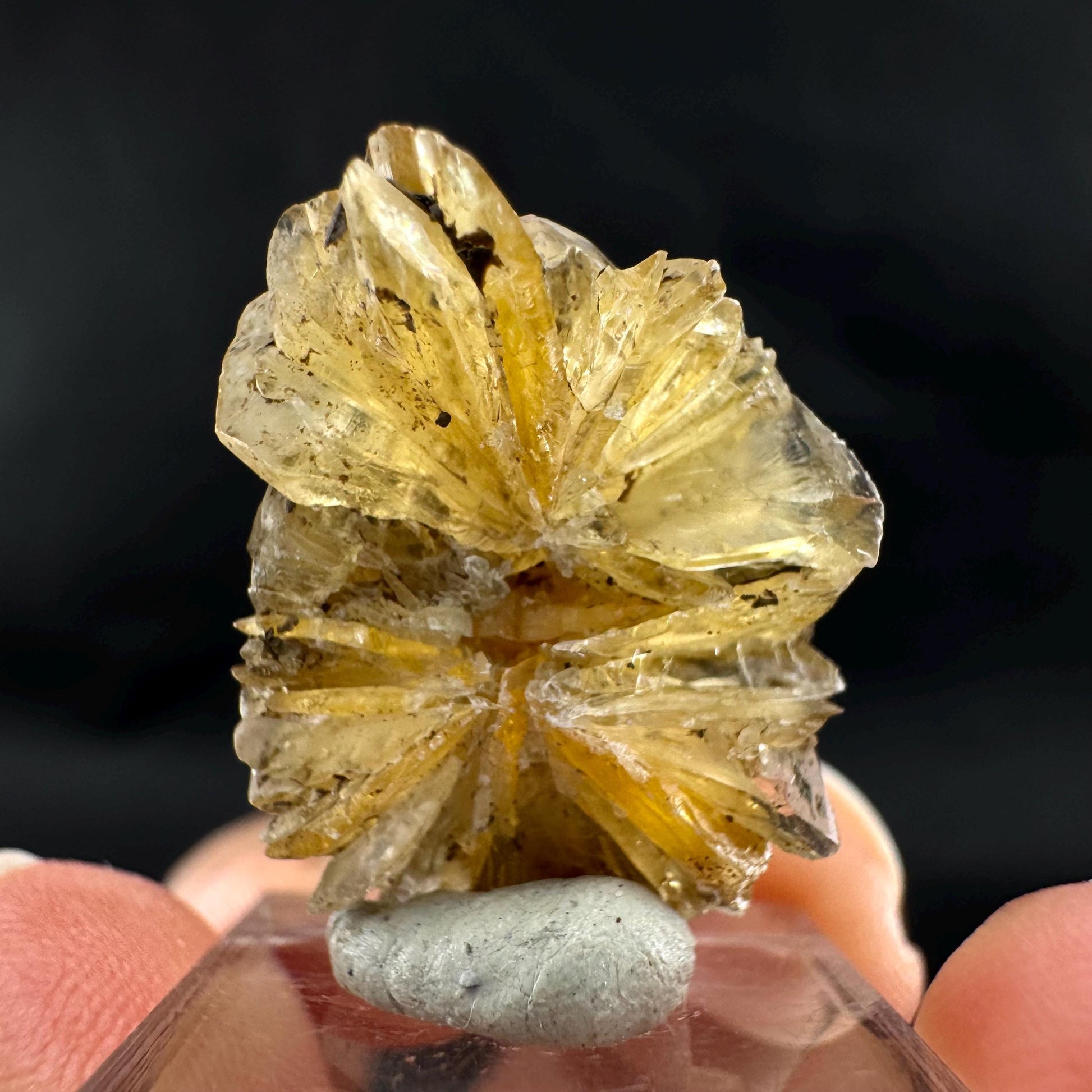 Golden Selenite Rosette | Fluorescent UV Reactive Gypsum Crystal