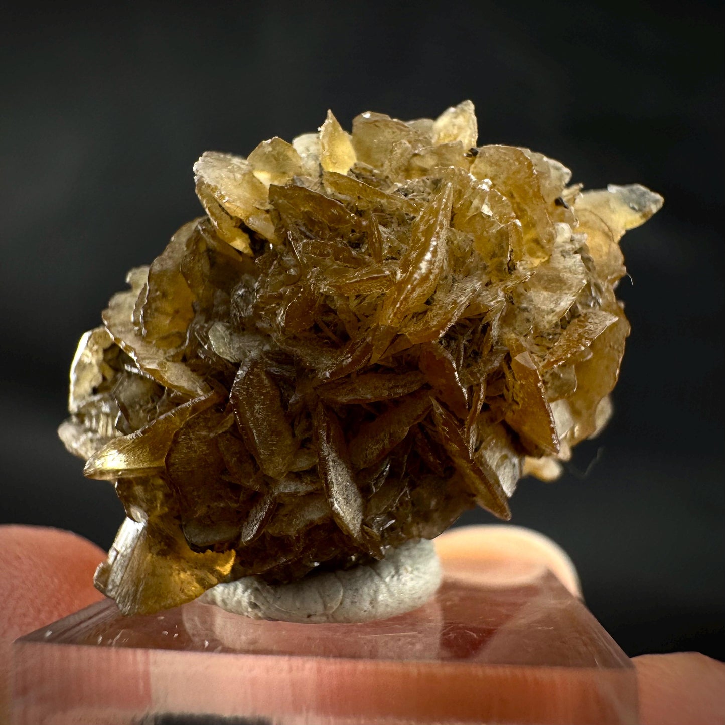 Golden Selenite Rosette | Fluorescent UV Reactive Gypsum Crystal