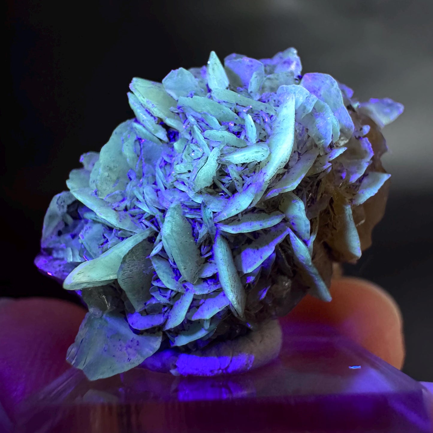 Golden Selenite Rosette | Fluorescent UV Reactive Gypsum Crystal