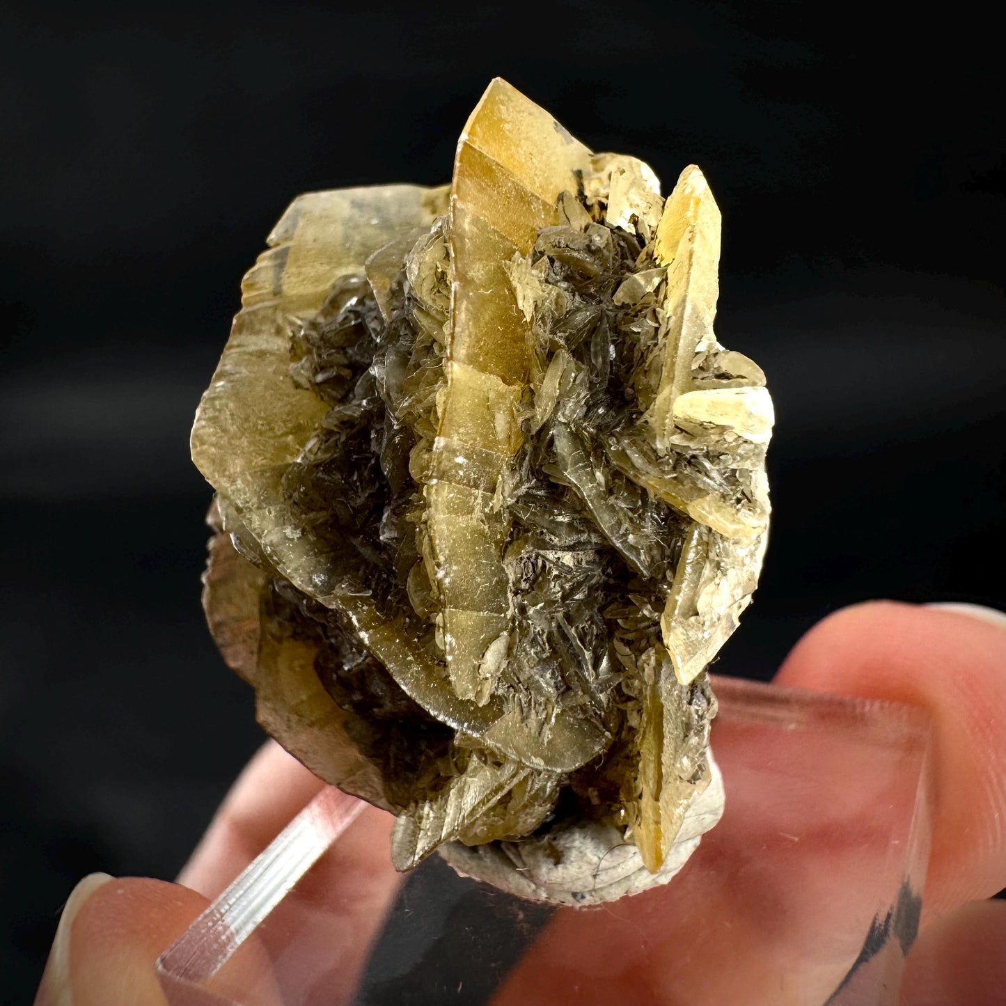 Golden Selenite Rosette | Fluorescent UV Reactive Gypsum Crystal