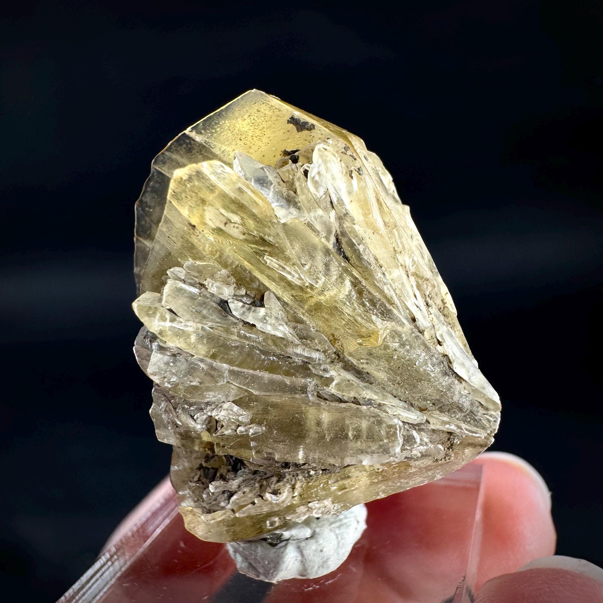 Golden Selenite Rosette | Fluorescent UV Reactive Gypsum Crystal